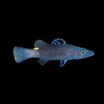 Arrowhead Soapfish