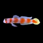 Flagtail Goby + Shrimp