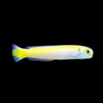 Yellow Tilefish
