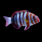 Harlequin Tuskfish - Adult