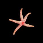 Marbled Starfish