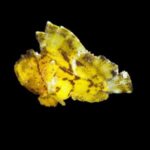 Leaf Scorpionfish - Yellow