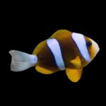 Barrier Reef Clownfish Pair